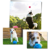 Bola de rodillo de movimiento automático para perro con tapas intercambiables - Ozayti