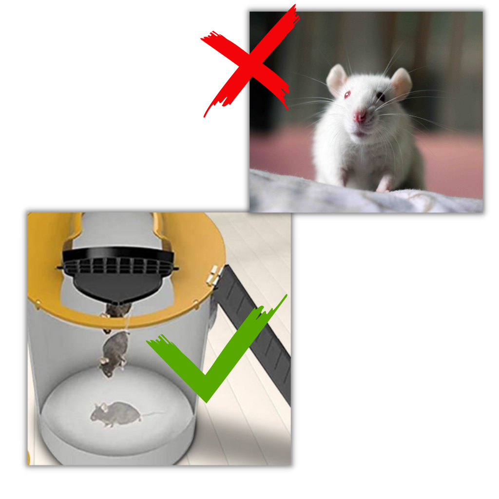 Trampa para Ratas Los Ratones Mata Raton Trampa Facil Capture
